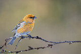 Image. Pine Grosbeak
