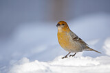Image. Pine Grosbeak