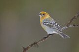 Image. Pine Grosbeak