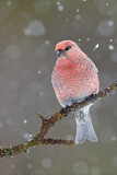 Image. Pine Grosbeak