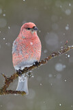 Image. Pine Grosbeak