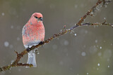 Image. Pine Grosbeak