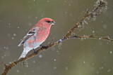 Image. Pine Grosbeak