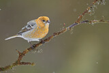Image. Pine Grosbeak