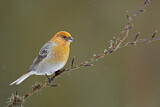 Image. Pine Grosbeak