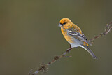 Image. Pine Grosbeak