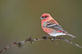Image. Pine Grosbeak