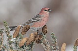 Image. Pine Grosbeak