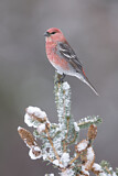 Image. Pine Grosbeak