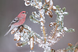 Image. Pine Grosbeak