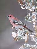 Image. Pine Grosbeak