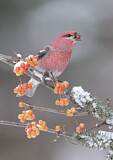 Image. Pine Grosbeak
