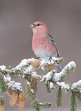 Image. Pine Grosbeak