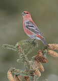 Image. Pine Grosbeak