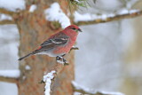 Image. Pine Grosbeak