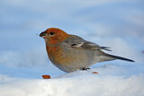 Image. Pine Grosbeak