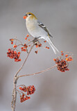 Image. Pine Grosbeak