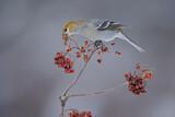 Image. Pine Grosbeak