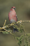 Image. Pine Grosbeak