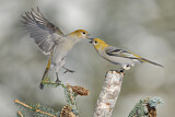 Image. Pine Grosbeak