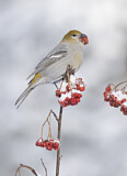 Image. Pine Grosbeak
