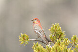 Image. Pine Grosbeak