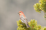 Image. Pine Grosbeak