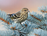 Image. Pine Siskin