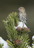 Image. Pine Siskin