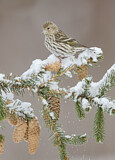 Image. Pine Siskin