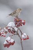 Image. Pine Siskin