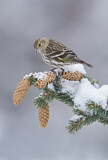 Image. Pine Siskin
