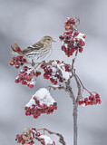 Image. Pine Siskin
