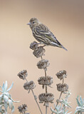 Image. Pine Siskin