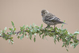 Image. Pine Siskin