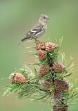 Image. Pine Siskin