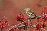 Image. Pine Siskin