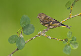 Image. Pine Siskin