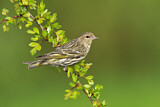 Image. Pine Siskin