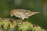Image. Pine Siskin