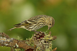 Image. Pine Siskin