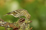 Image. Pine Siskin