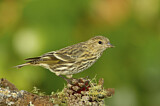 Image. Pine Siskin