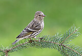 Image. Pine Siskin