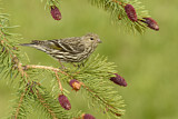 Image. Pine Siskin