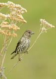 Image. Pine Siskin