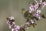 Image. Pine Siskin