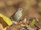 Image. Pine Siskin