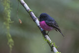 Image. Pink Robin