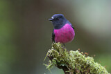 Image. Pink Robin